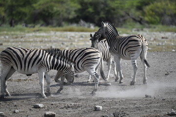 zebra in wild savannah, Animal of africa