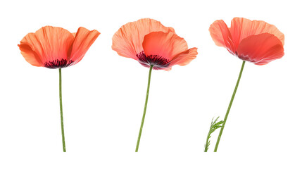 Obraz premium Pack of Poppy Set Against Transparent Background for Floral, Garden, or Nature-Themed Projects
