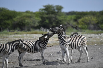 zebra in wild savannah, Animal of africa