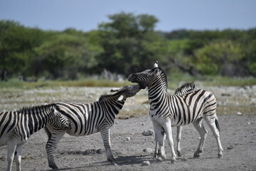 zebra in wild savannah, Animal of africa