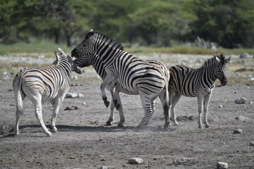 zebra in wild savannah, Animal of africa
