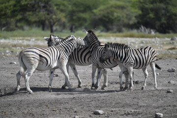 zebra in wild savannah, Animal of africa