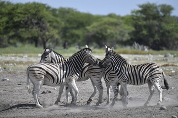 zebra in wild savannah, Animal of africa