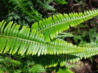 False Staghorn Fern (Dicranopteris linearis). tropical leaves texture background