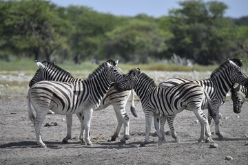zebra in wild savannah, Animal of africa