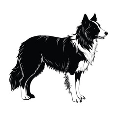 Naklejka premium border collie dog, Black and White Border Collie Dog Illustration