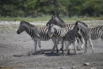 zebra in wild savannah, Animal of africa
