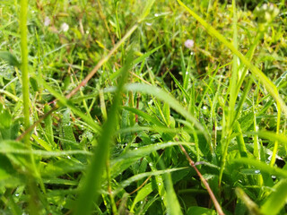 Green grass in the yard gives the impression of being close and rarely noticed