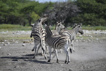 zebra in wild savannah, Animal of africa