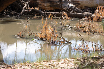 A muddy waterhole in the Australian outback is surrounded by dry branches, fallen trees, and sparse vegetation under bright sunlight