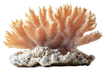  Vibrant red coral fragment with intricate branch structure on transparent background, perfect for coastal decor and nautical design themes 