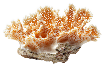  Detailed red coral specimen with natural texture on transparent background, perfect for diving adventure marketing and underwater exploration themes 