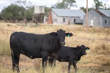 Two black cows standing in a grassy field with weathered metal sheds in the background