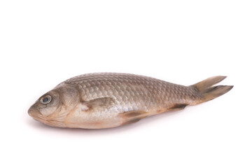 Fresh raw fish isolated