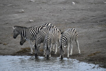zebra in wild savannah, Animal of africa