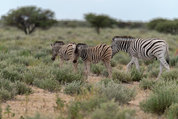 zebra in wild savannah, Animal of africa