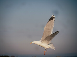 Seagull flying off to hunt