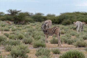 zebra in wild savannah, Animal of africa