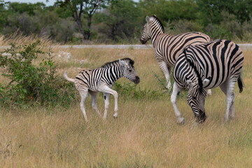 Obraz premium Protective Male Zebra with Cub in African Savannah