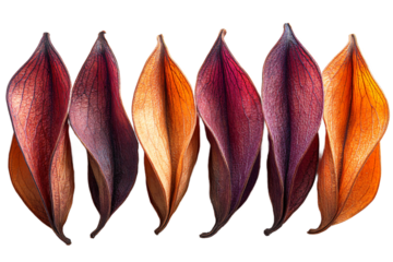  Natural maple seed pods collection showing helicopter design on transparent background, perfect for environmental conservation and forest ecology themes 