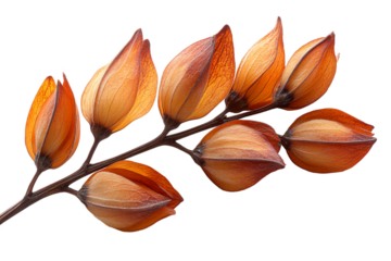  Diverse maple seed pod collection with varying shapes on transparent background, perfect for forest conservation and woodland ecosystem awareness 