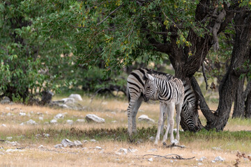 Zebre in wild savanna , Animal of africa