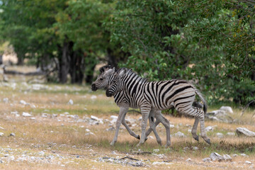 Zebre in wild savanna , Animal of africa
