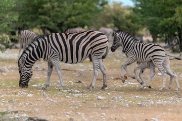 Zebre in wild savanna , Animal of africa