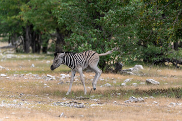 Zebre in wild savanna , Animal of africa