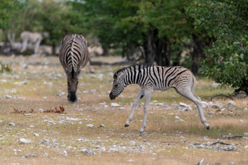 Zebre in wild savanna , Animal of africa