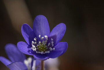 HEPATICA - Colorful spring flower in the meadow