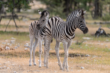 Zebre in wild savanna , Animal of africa