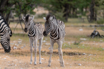Zebre in wild savanna , Animal of africa