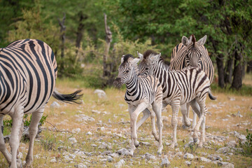 Zebre in wild savanna , Animal of africa
