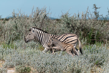 Zebre in wild savanna , Animal of africa