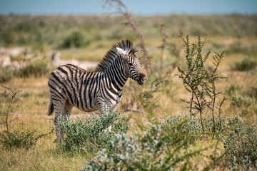Zebre in wild savanna , Animal of africa