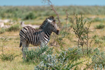 Zebre in wild savanna , Animal of africa