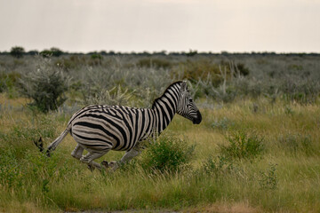 Zebre in wild savanna , Animal of africa