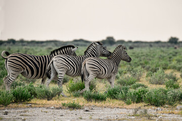 Zebre in wild savanna , Animal of africa