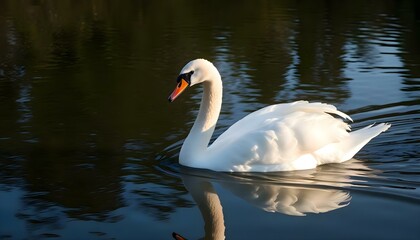 Naklejka premium white swan is swimming in the water