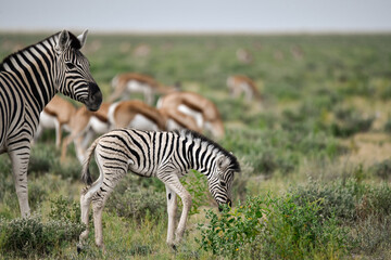 Zebre in wild savanna , Animal of africa