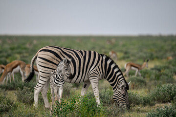Zebre in wild savanna , Animal of africa