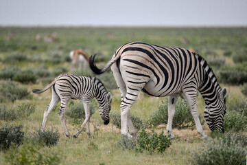 Zebre in wild savanna , Animal of africa