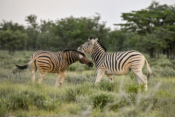 Zebre in wild savanna , Animal of africa