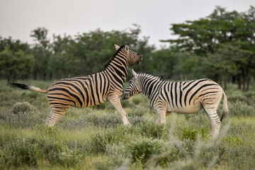 Zebre in wild savanna , Animal of africa