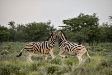 Zebre in wild savanna , Animal of africa