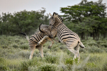 Zebre in wild savanna , Animal of africa