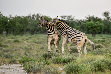 Zebre in wild savanna , Animal of africa