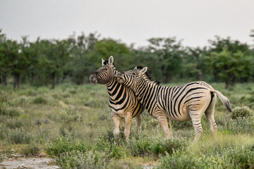 Zebre in wild savanna , Animal of africa