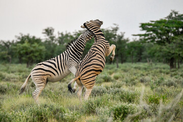 Fototapeta premium Zebra Family in African Savannah